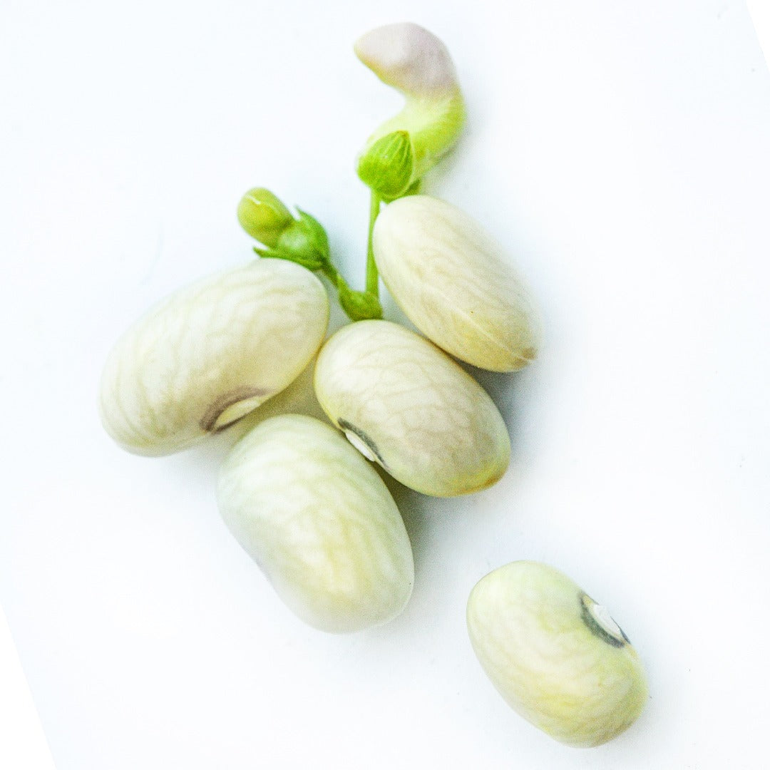 Five Hutterite Soup Bush Beans with a bloom on a white background.