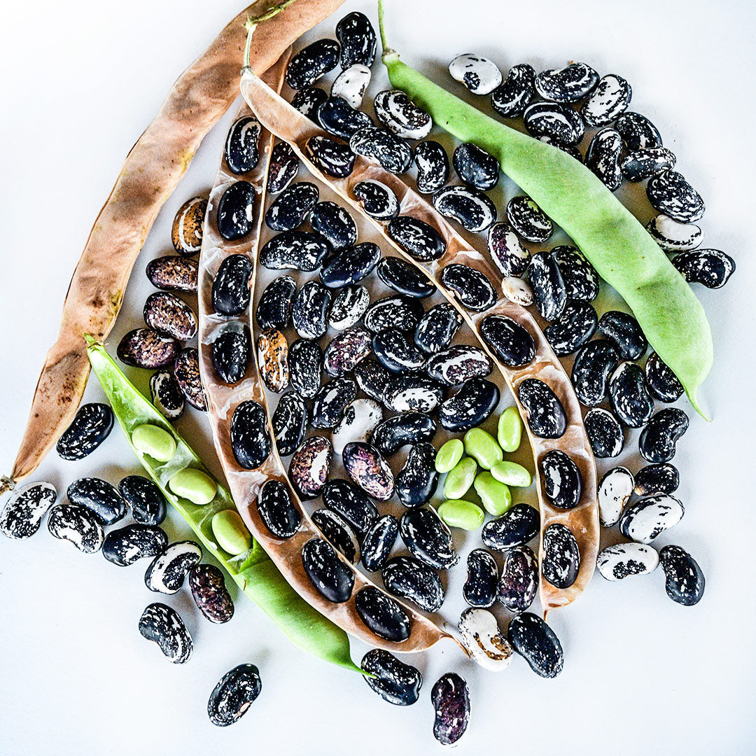 Iroquois Skunk Beans are shown in varied stages of maturity arranged on a white background.