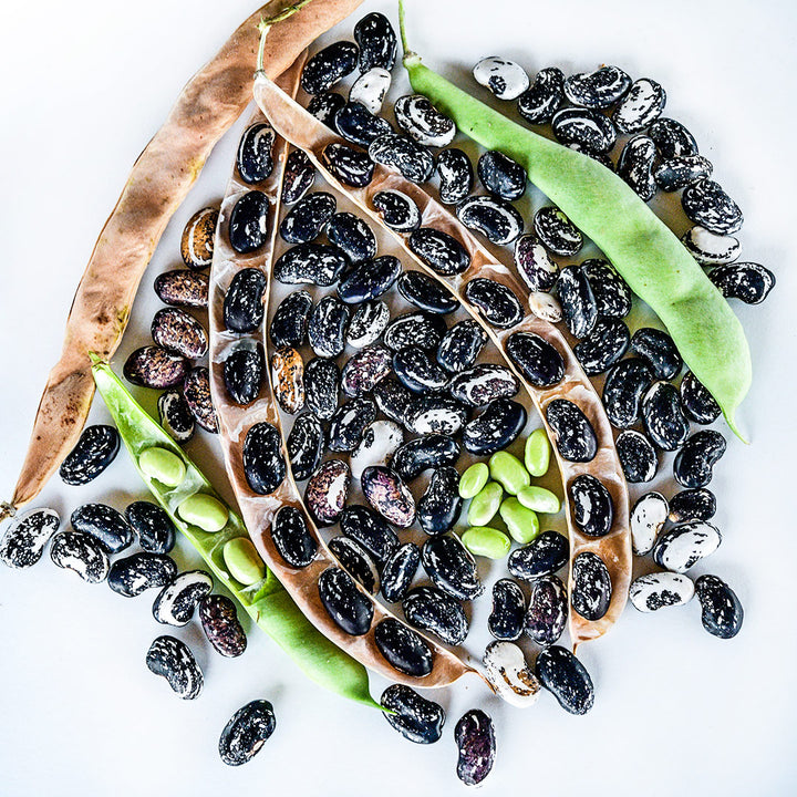 Iroquois Skunk Beans are shown in varied stages of maturity arranged on a white background.