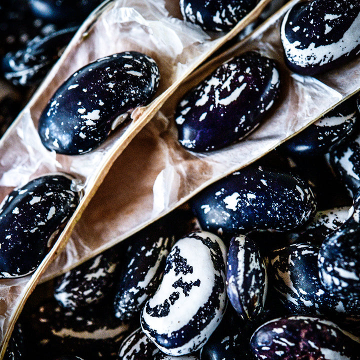 A close-up of dried Iroquois Skunk Beans and pods.