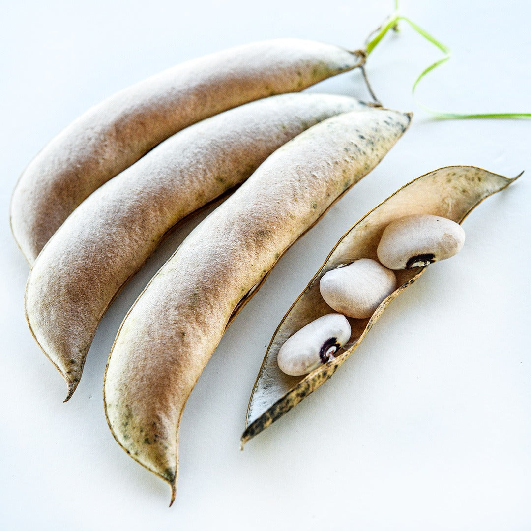 Dried pods of Alabama Blackeyed Butterbean Lima Beans on a white background.
