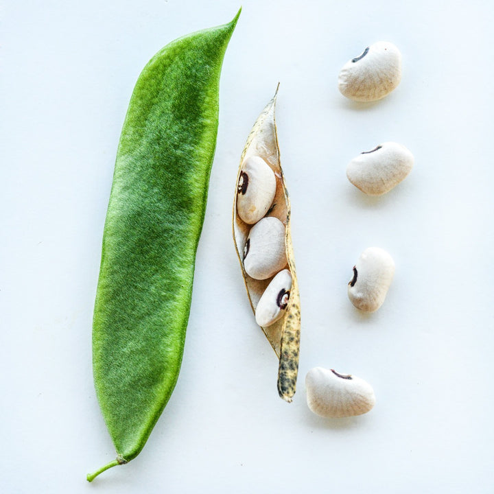 Alabama Blackeyed Butterbean Lima Beans at various stages of maturity on a white background.