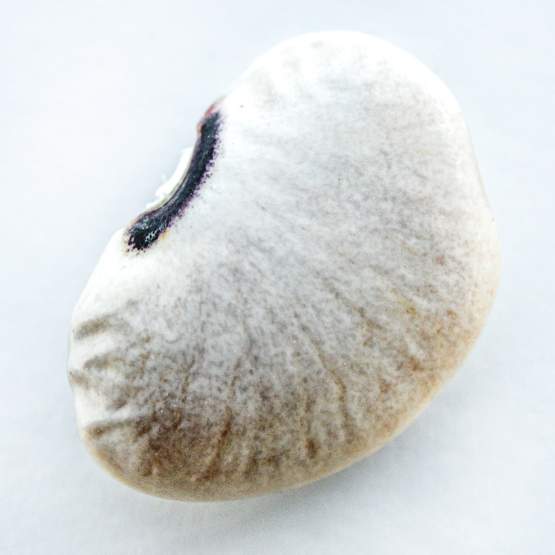 A close-up of a single Alabama Blackeyed Butterbean Lima Bean on a white background.