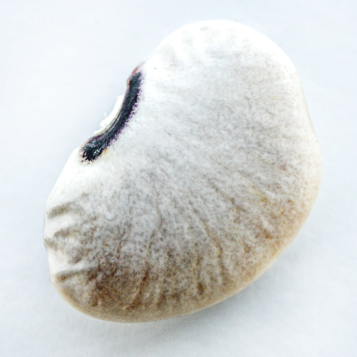 A close-up of a single Alabama Blackeyed Butterbean Lima Bean on a white background.