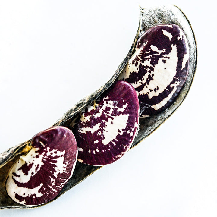 Three Christmas Pole Lima Beans in a pod against a white background.