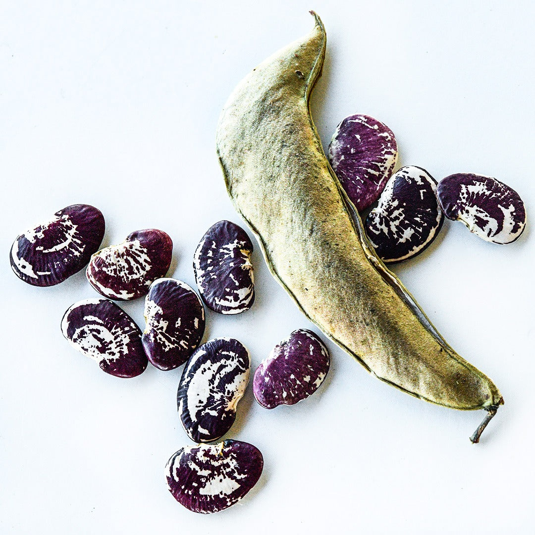 A dried pod with loose Christmas Pole Lima Beans on a white background.
