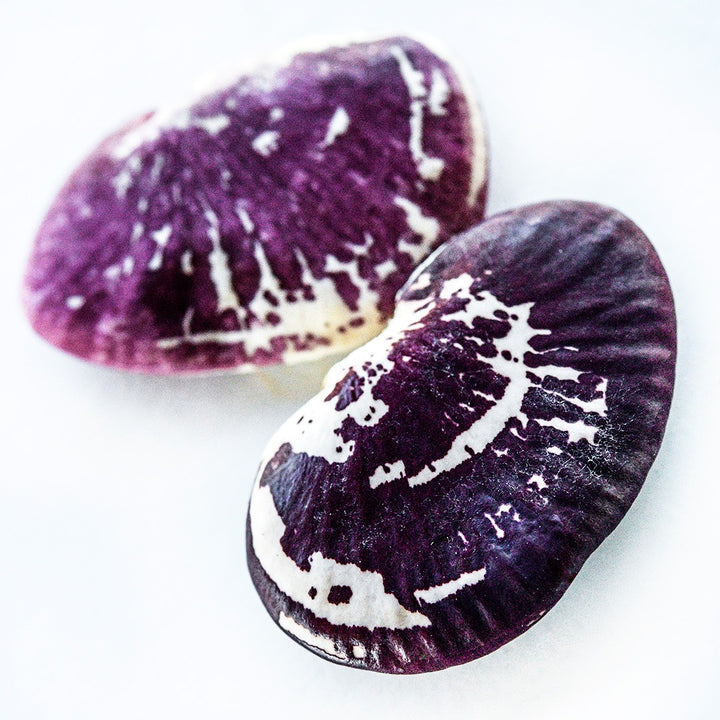 A close-up micro view of pair of Christmas Pole Lima Beans on a white background.