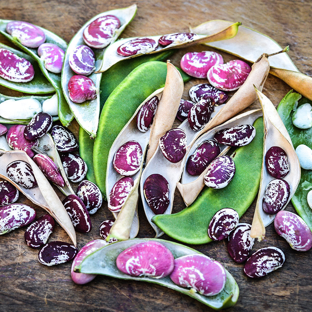 Christmas Pole Lima Bean pods and beans in a variety of stages of maturity.