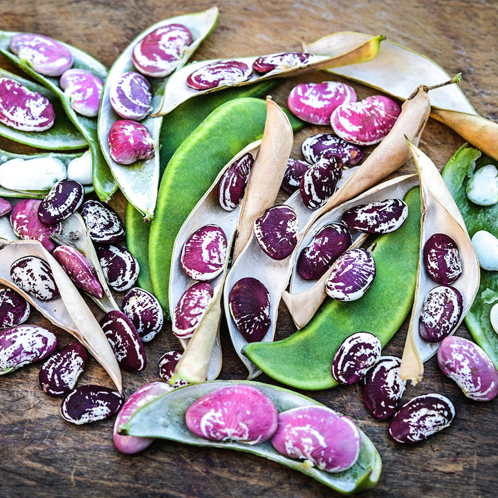 Christmas Pole Lima Bean pods and beans in a variety of stages of maturity.