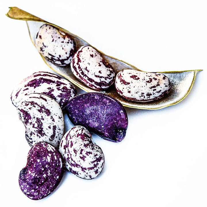Loose Kurzer's Calico Traveler Lima Beans with a dried pod on a white background.