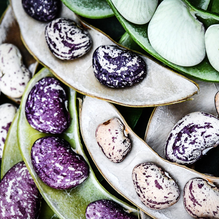 Macro view of Kurzer's Calico Traveler Lima Beans in the pods at various stages of maturity.