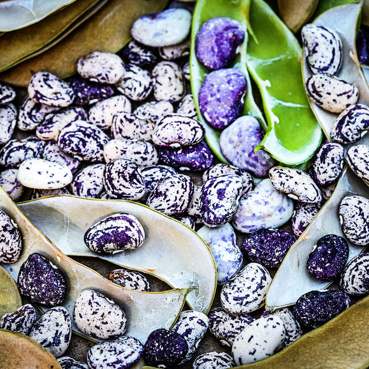 Fresh picked Kurzer&