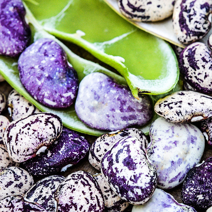 A close-up macro view Kurzer's Calico Traveler Lima Beans on the half shell.