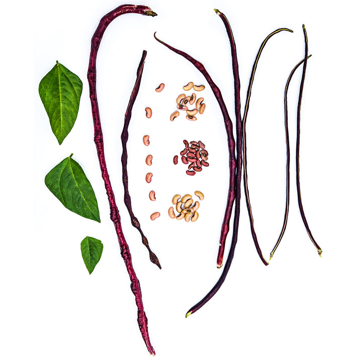 Chinese Red Noodle Long Beans in a variety of maturity stages arranged on a white background.
