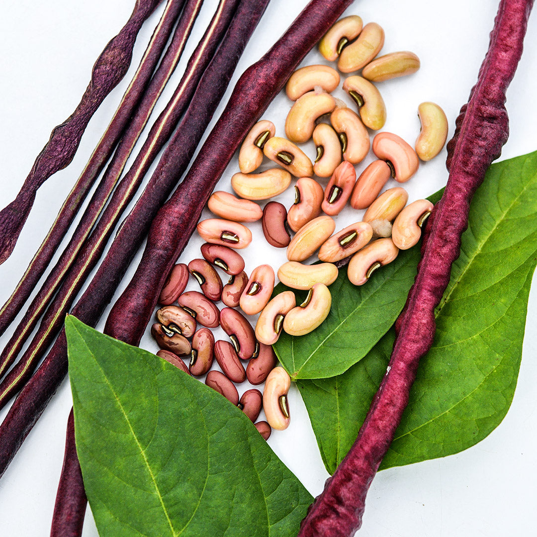 A close-up view of Chinese Red Noodle Long Beans with foliage.