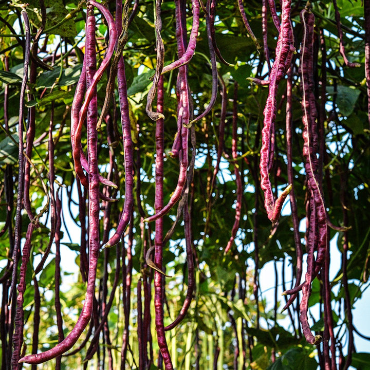 Chinese Red Noodle Long Beans growing in the garden at Baker Creek Heirloom Seed Co.