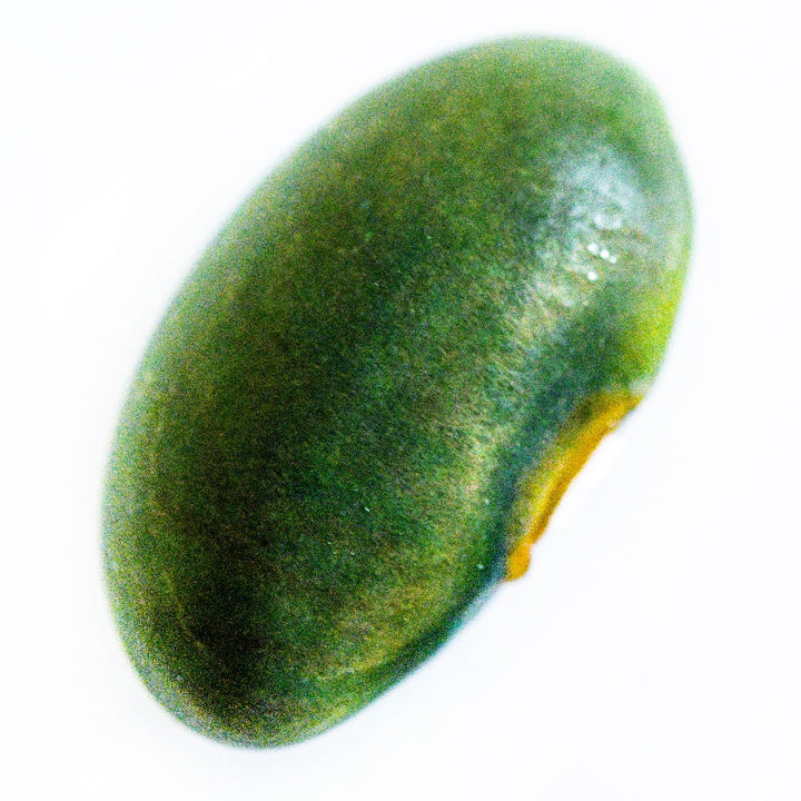A single Mbombo Green Bean on a white background.