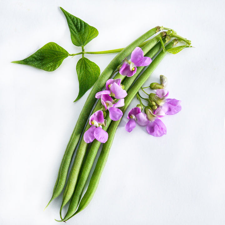 A close-up of four Nautica Dwarf Beans with blooms and foliage on white.