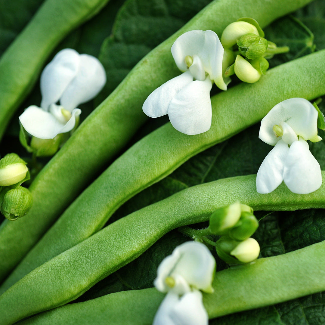 A macro close-up of Old Homestead Beans (Kentucky Wonder Pole) with delicate white blooms.