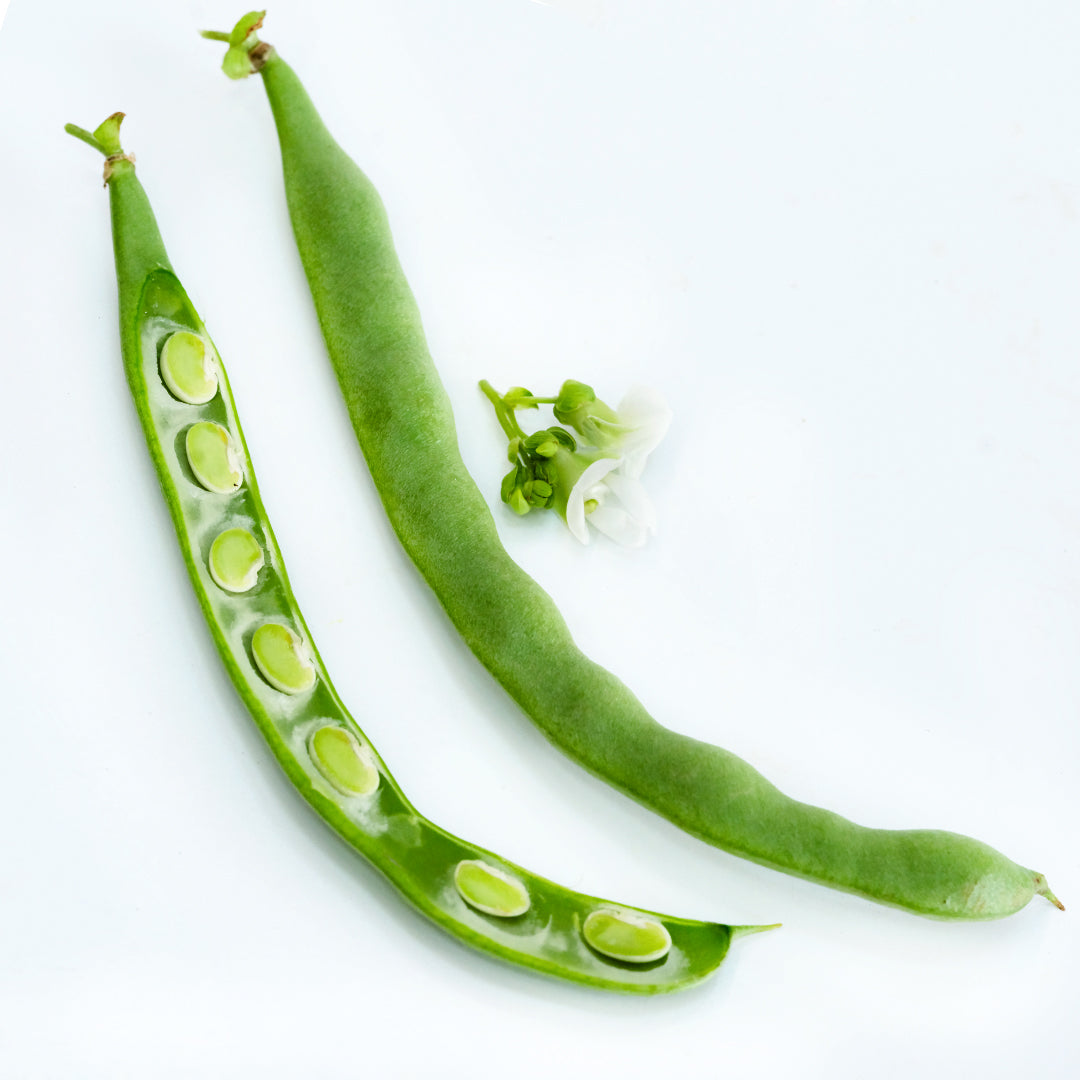 A pair of Old Homestead Bean (Kentucky Wonder Pole) Beans with a bloom on white.