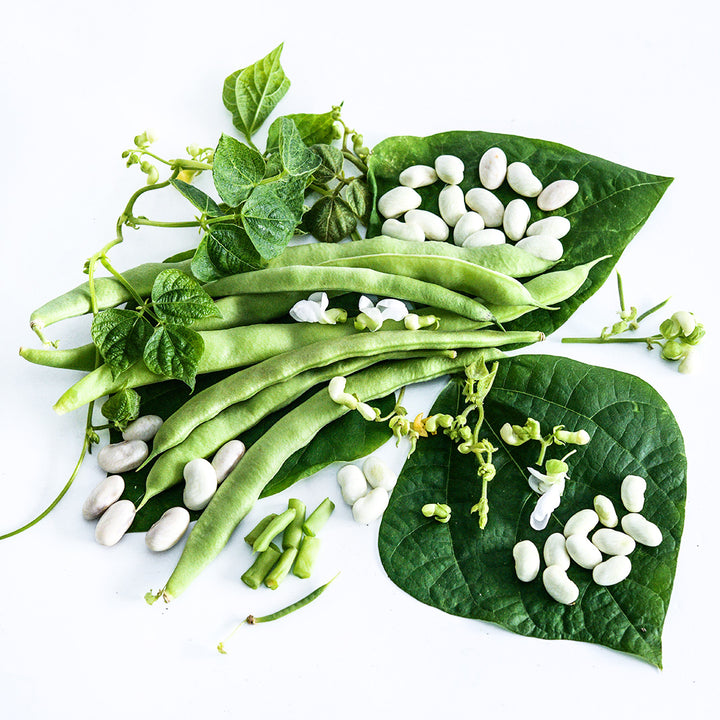 Old Homestead Bean (Kentucky Wonder Pole) Beans at different stages of maturity on white.