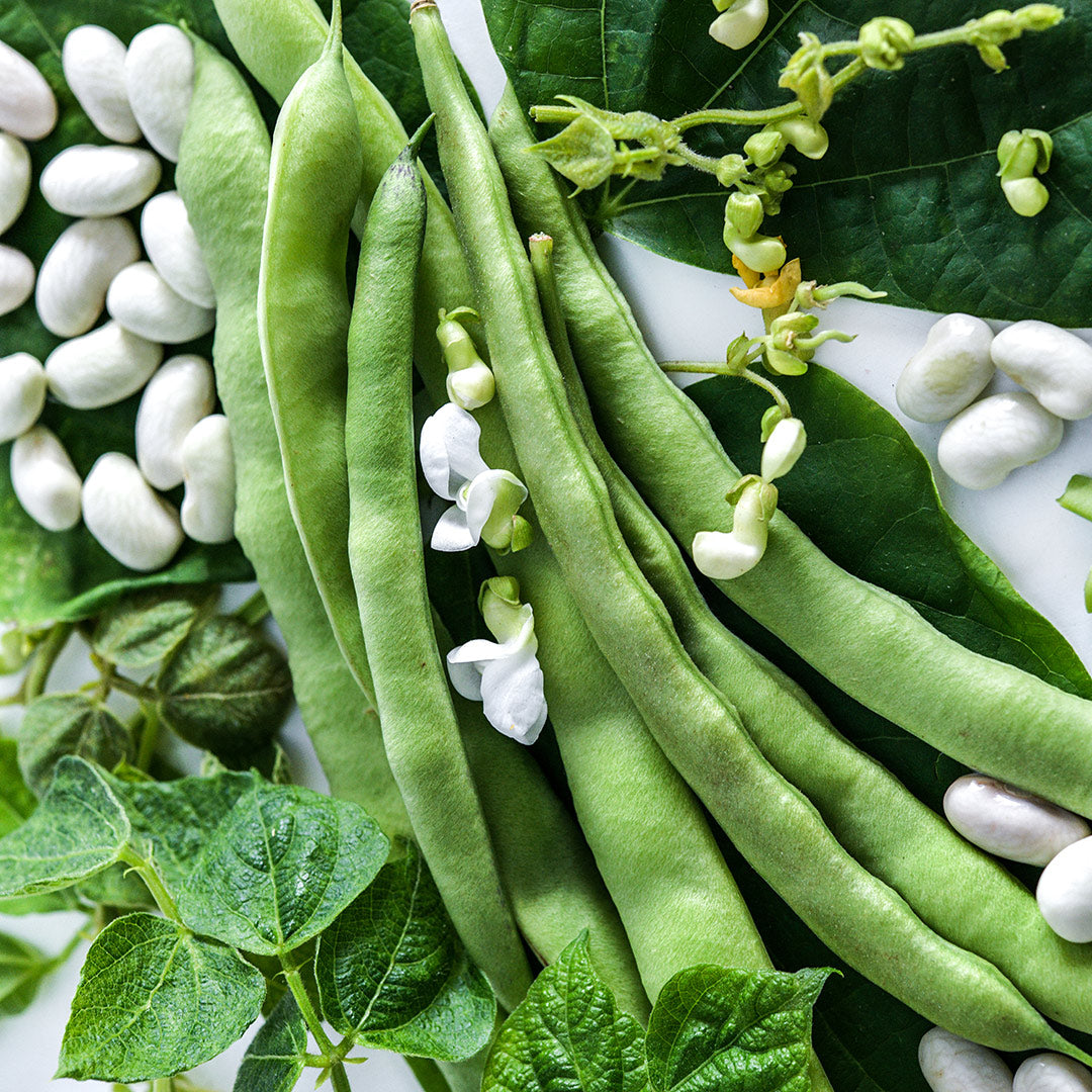 A close-up of Old Homestead Bean (Kentucky Wonder Pole) Beans with foliage and blooms.