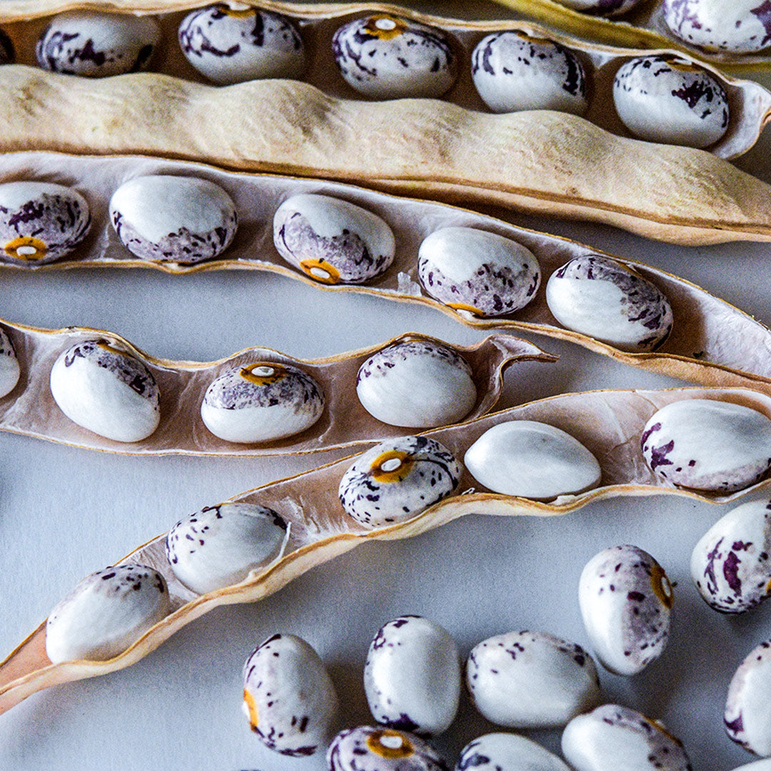 Close-up of dried pods with Papa De Rola Beans inside on a light background.