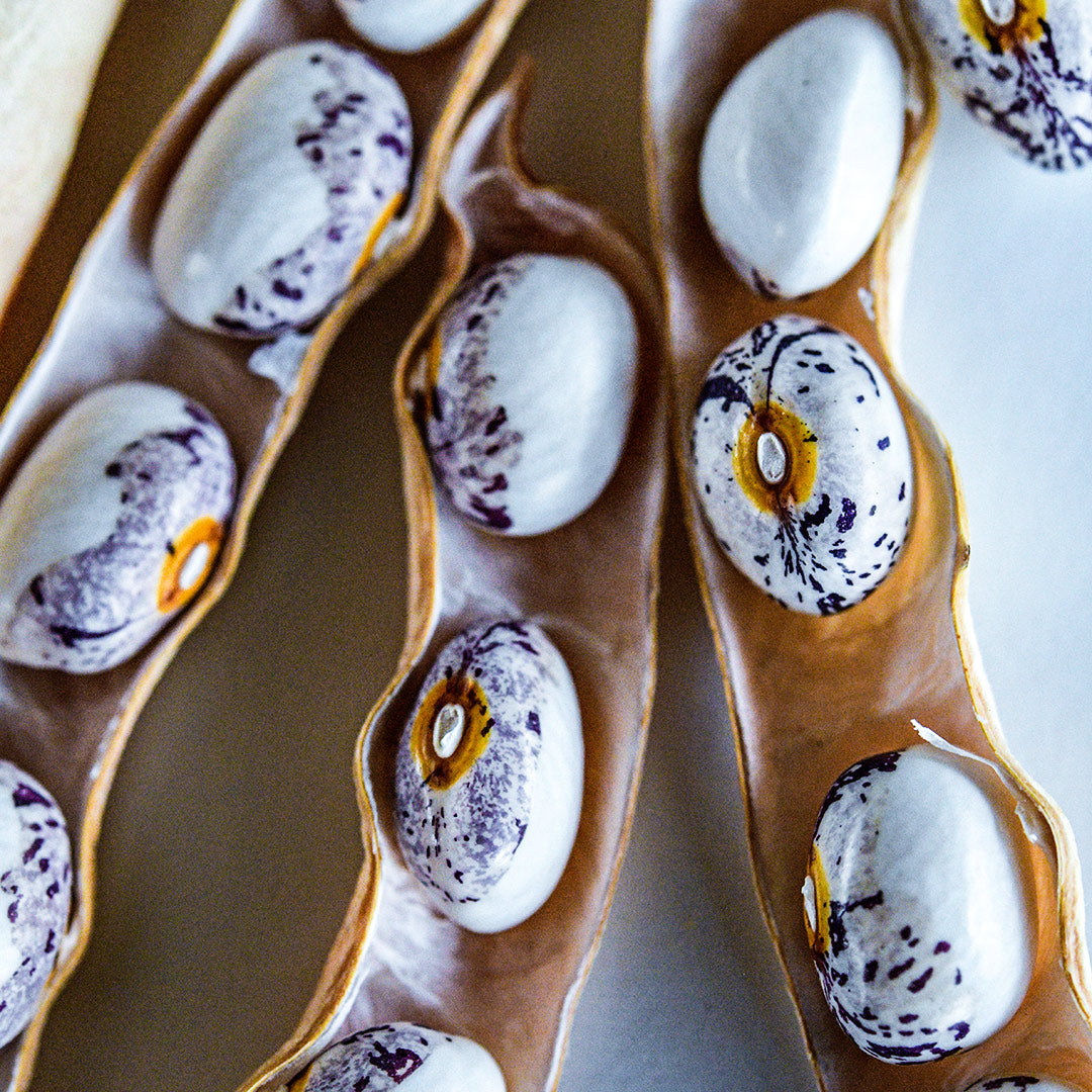 A macro close-up view of Papa De Rola Beans in dried pods.