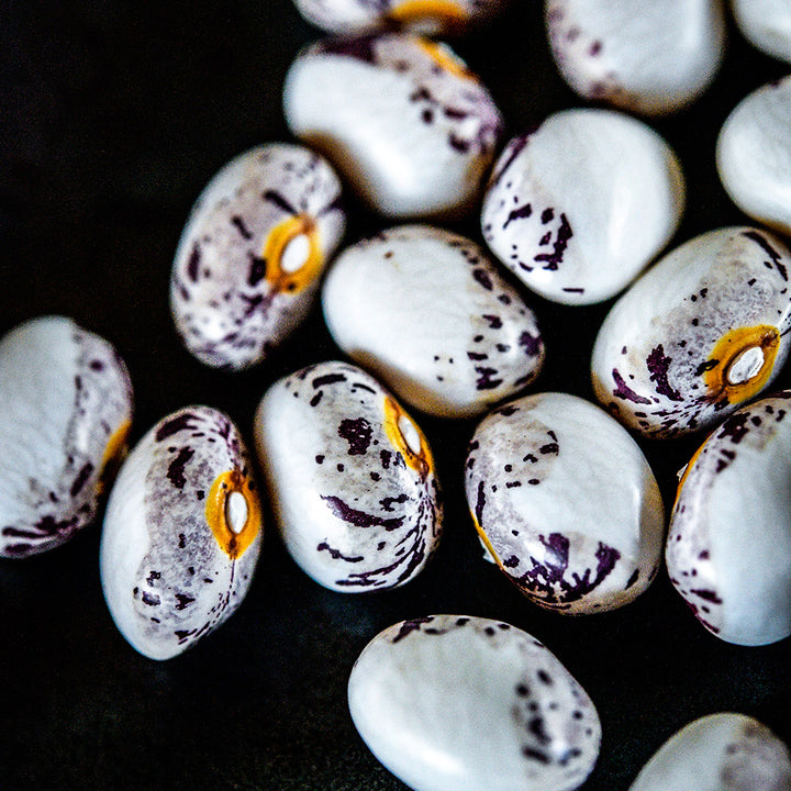 A close-up macro view of Papa De Rola Beans.