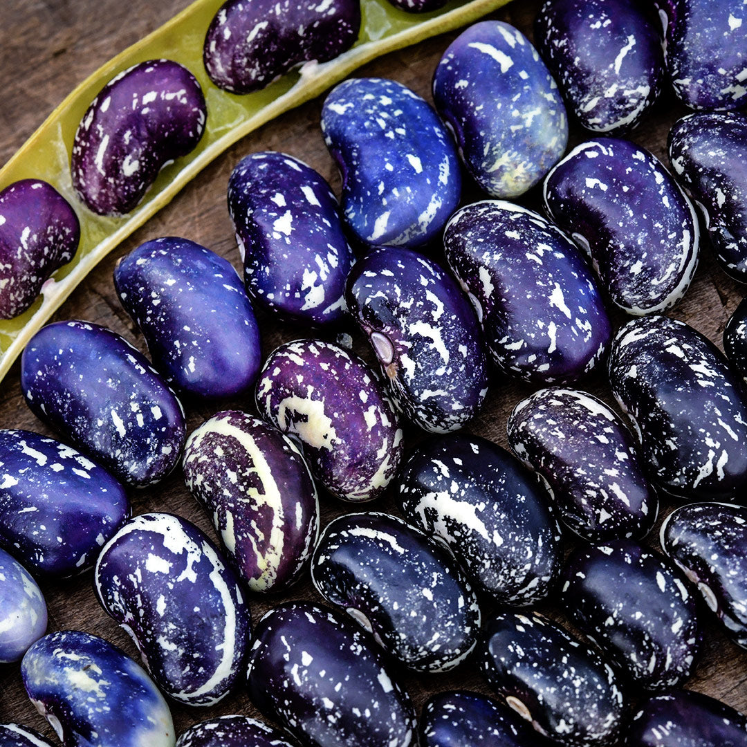 A close-up of Iroquois Skunk Beans shown before they are fully dried on a white background.