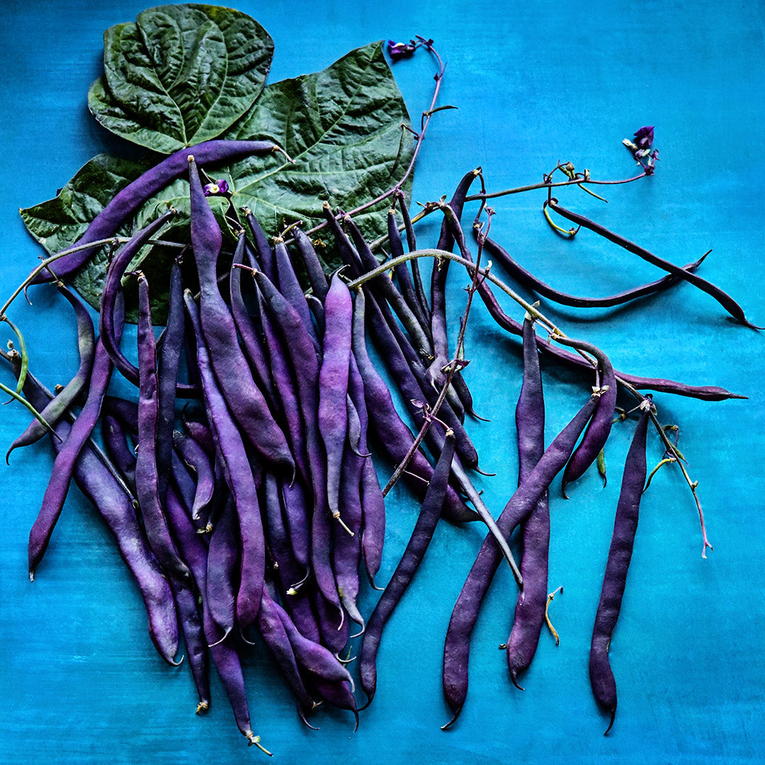 Purple Podded Pole Beans arranged with foliage on blue background.