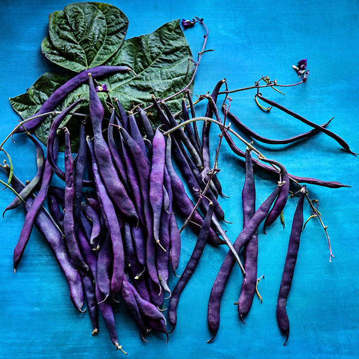 Purple Podded Pole Beans arranged with foliage on blue background.