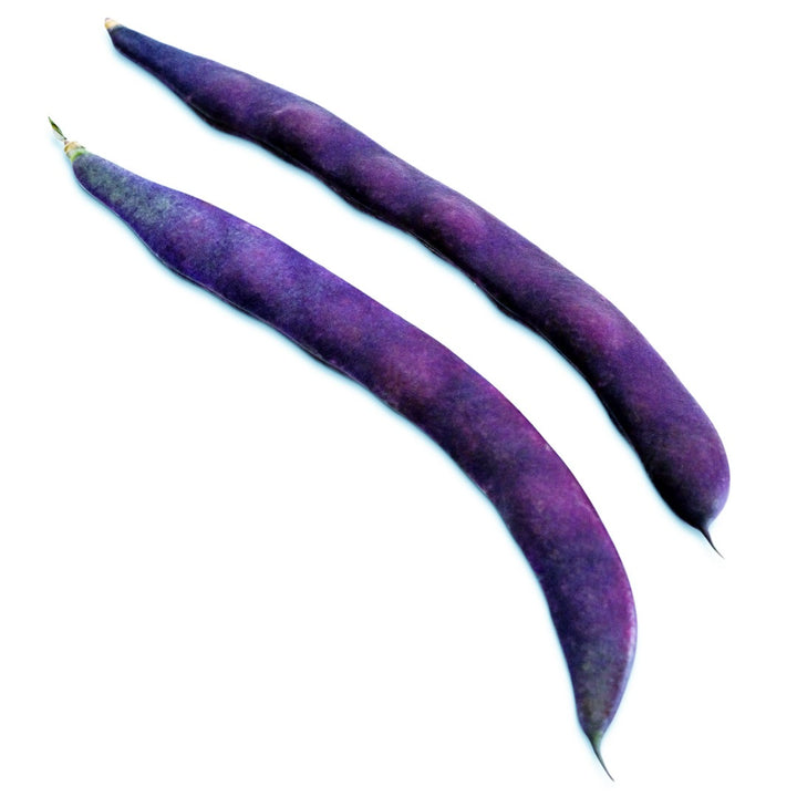 A pair of Purple Podded Pole Beans on a white background.