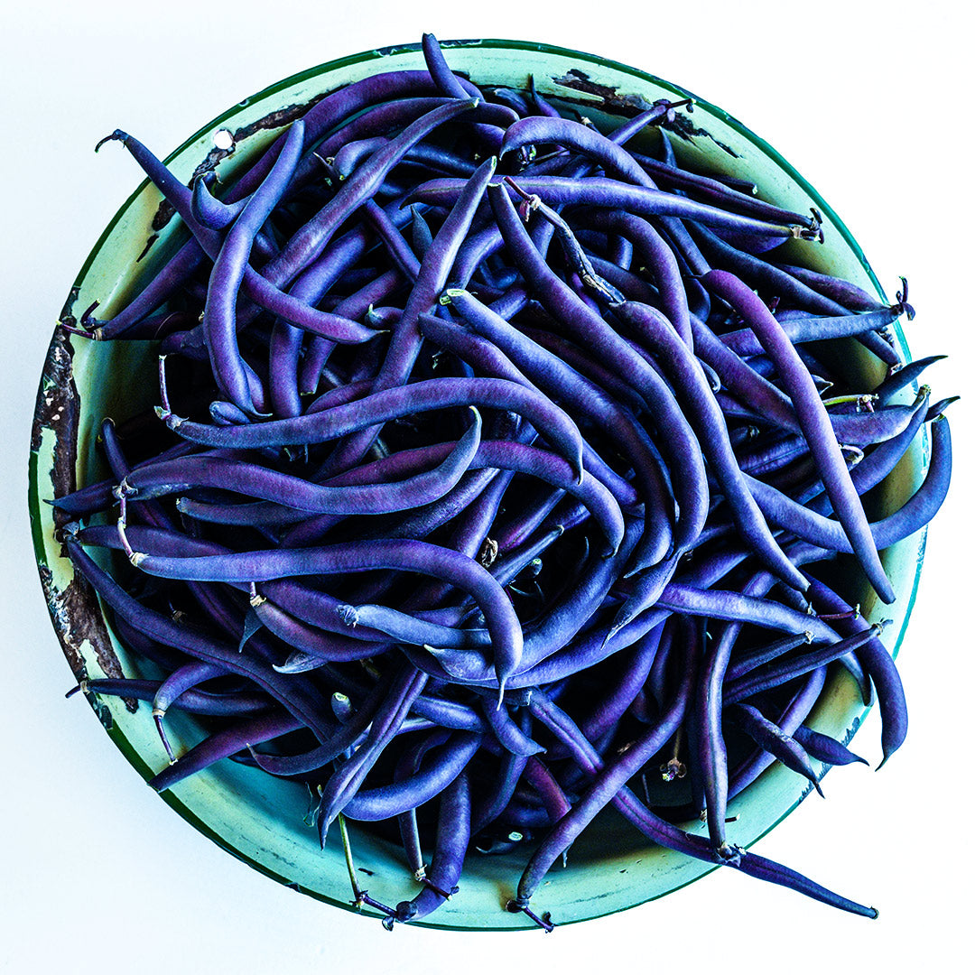 A large green bowl full of freshly harvested Purple Teepee Beans.