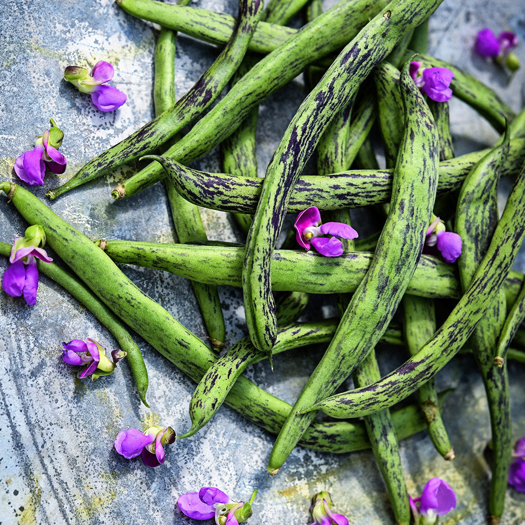 A close-up of Rattlesnake Pole Beans with dark pink blooms on a metal background.