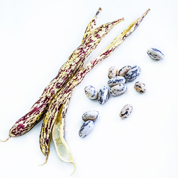 Dried stage Rattlesnake Pole Beans with pods arranged on a white background.
