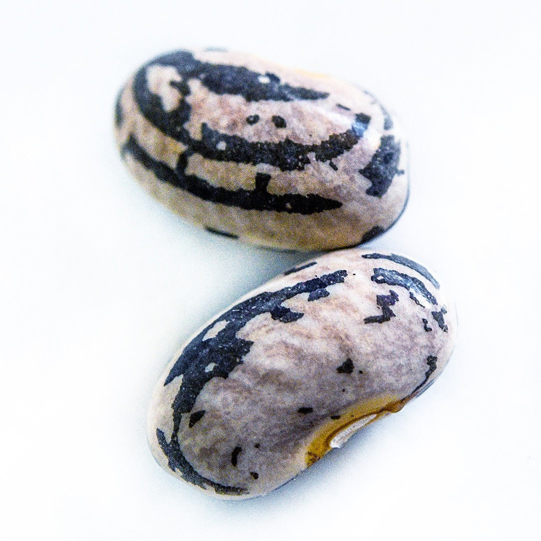 A pair of dried Rattlesnake Pole Beans on a white background.