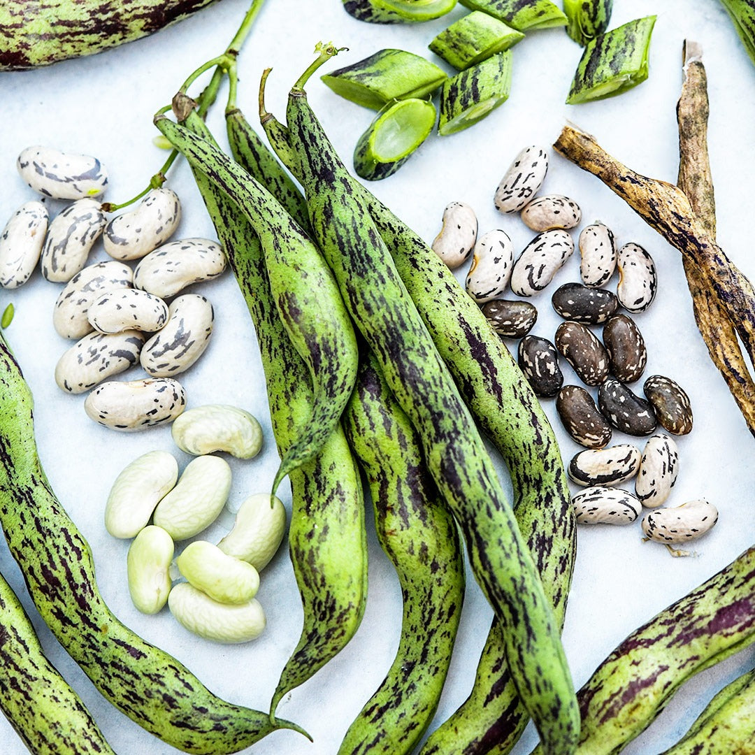 A lose-up perspective of fresh and dried Rattlesnake Pole Beans at various stages of maturity on white.