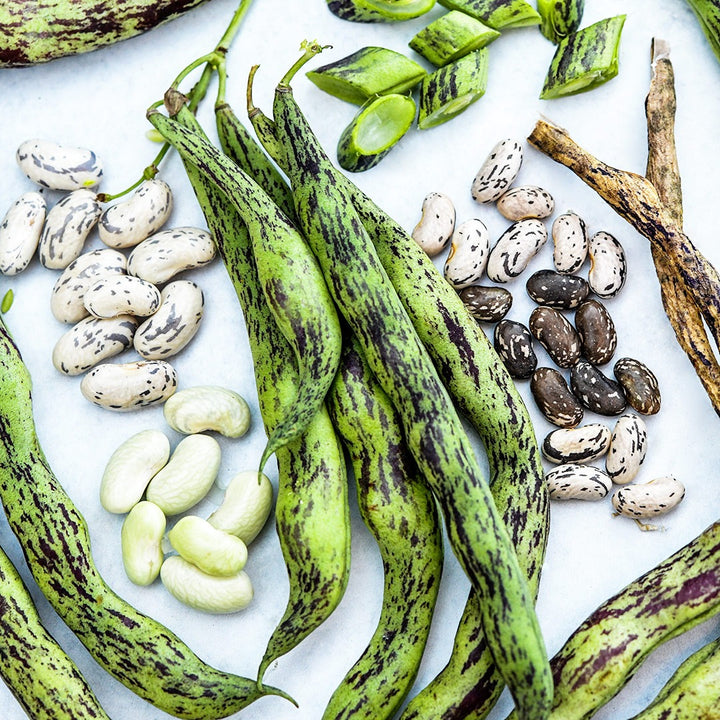 A lose-up perspective of fresh and dried Rattlesnake Pole Beans at various stages of maturity on white.