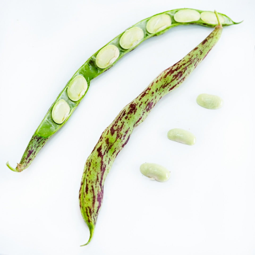 Fresh green stage Rattlesnake Pole Beans arranged on a white background.