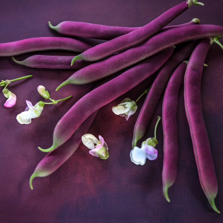 Red Swan Bush Beans on red background with blossoms.