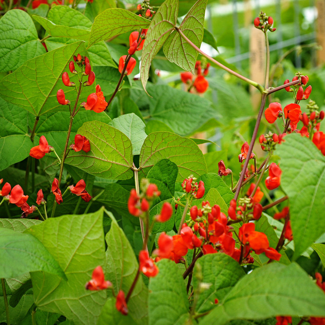 Black Coat Runner Bean plants blooming and growing in the gardens at Baker Creek.