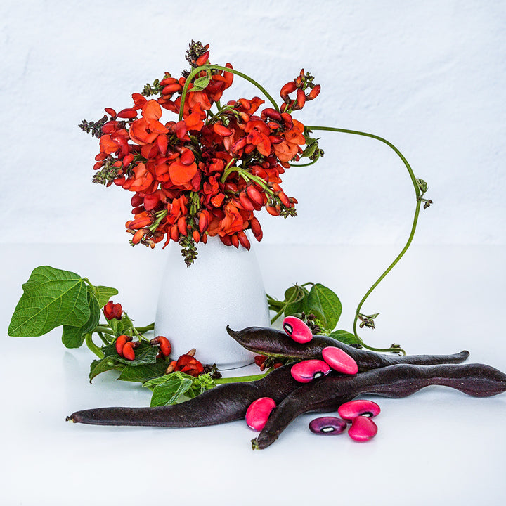 Black Knight Runner Bean blooms in a white vase with beans, pods and foliage on a white background.