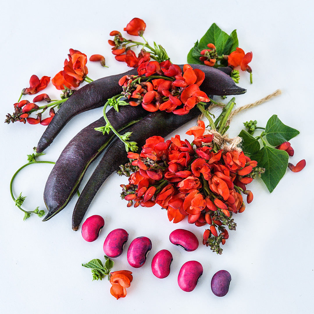 Pods, beans and blooms of Black Knight Runner Beans with foliage arranged on white background.