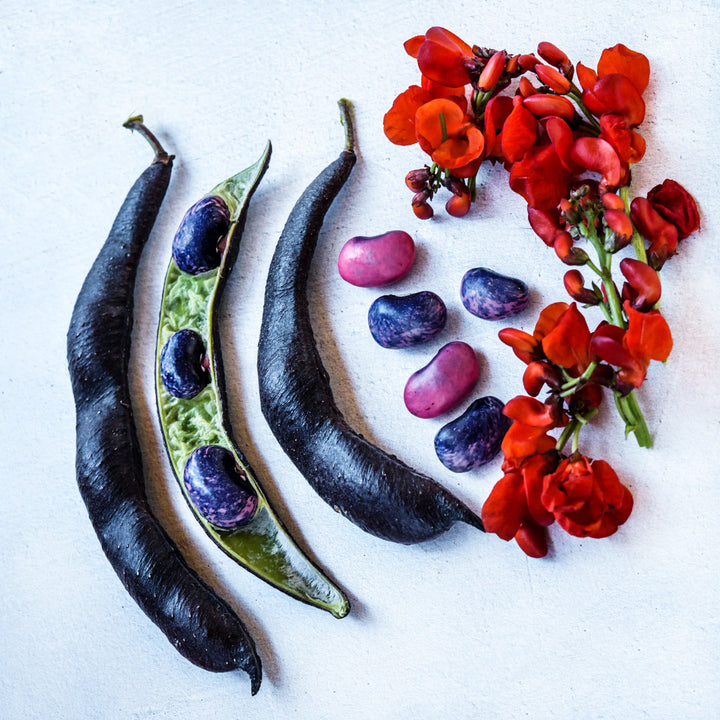 A couple of whole and a single halved pods of Black Knight Runner Beans with blooms and beans.