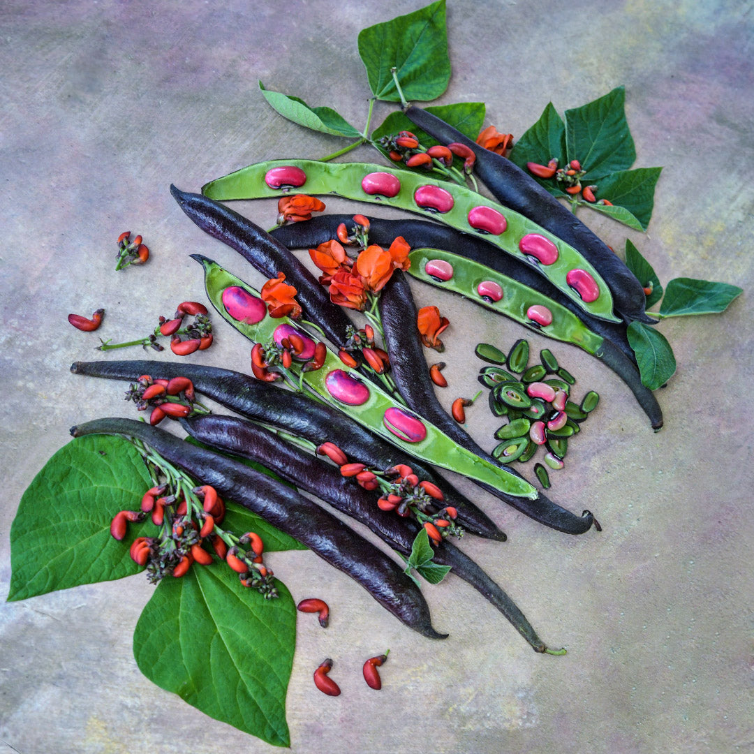 Beans, foliage, pods and blooms of Black Knight Runner Beans with cut beans in green stage on a pastel background.