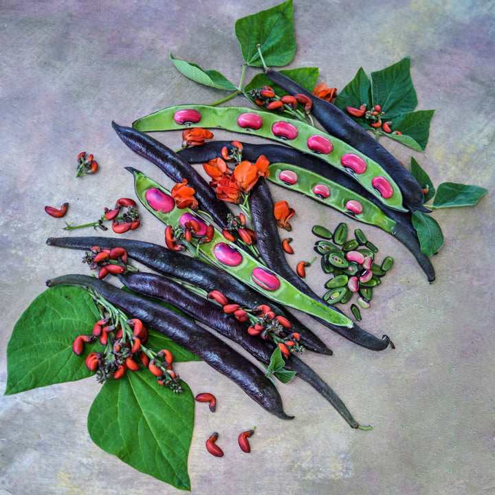Beans, foliage, pods and blooms of Black Knight Runner Beans with cut beans in green stage on a pastel background.