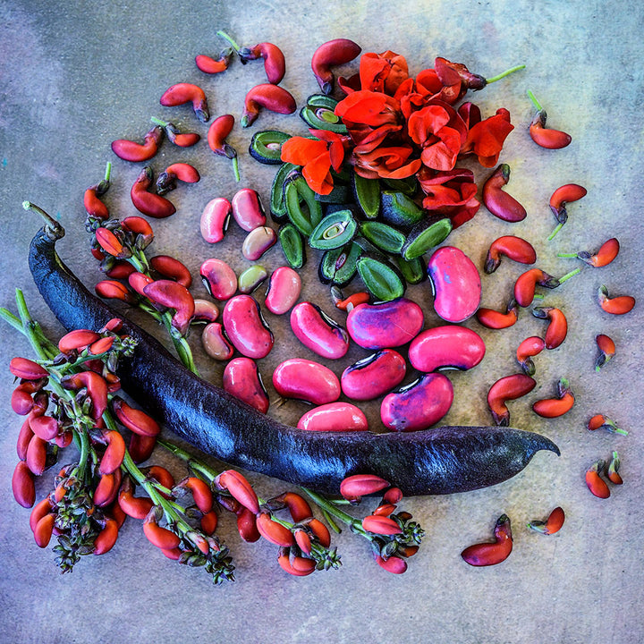 Pods, blooms, beans and cut Black Knight Runner Beans arranged on a pastel background.