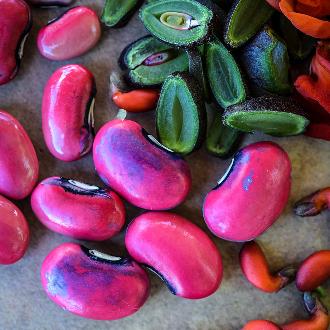 An extreme close-up of bright pink Black Knight Runner Beans with blooms and cut beans in the green stage.