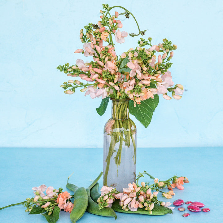 An arrangement of Sunset Runner Bean blooms in vase with pods, blooms and beans on a blue background.